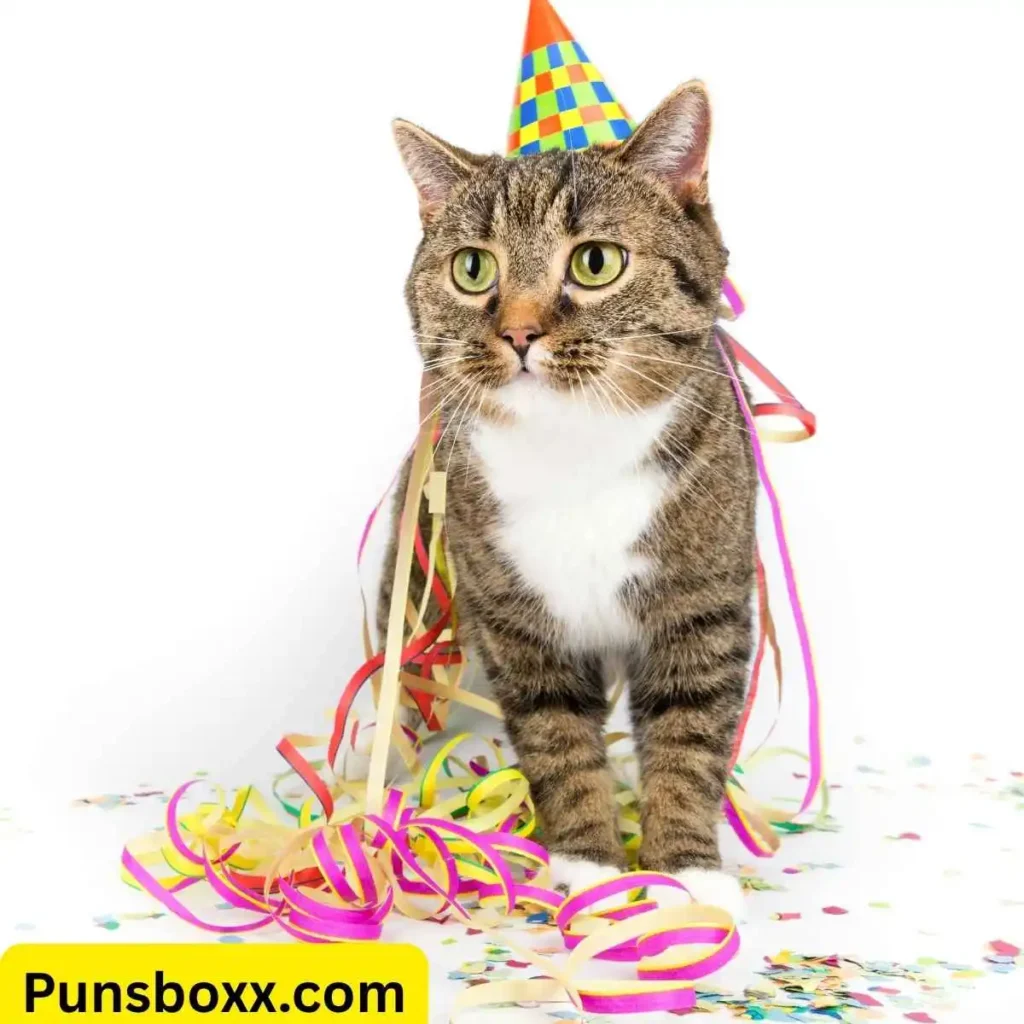Cat Birthday Puns One Liners