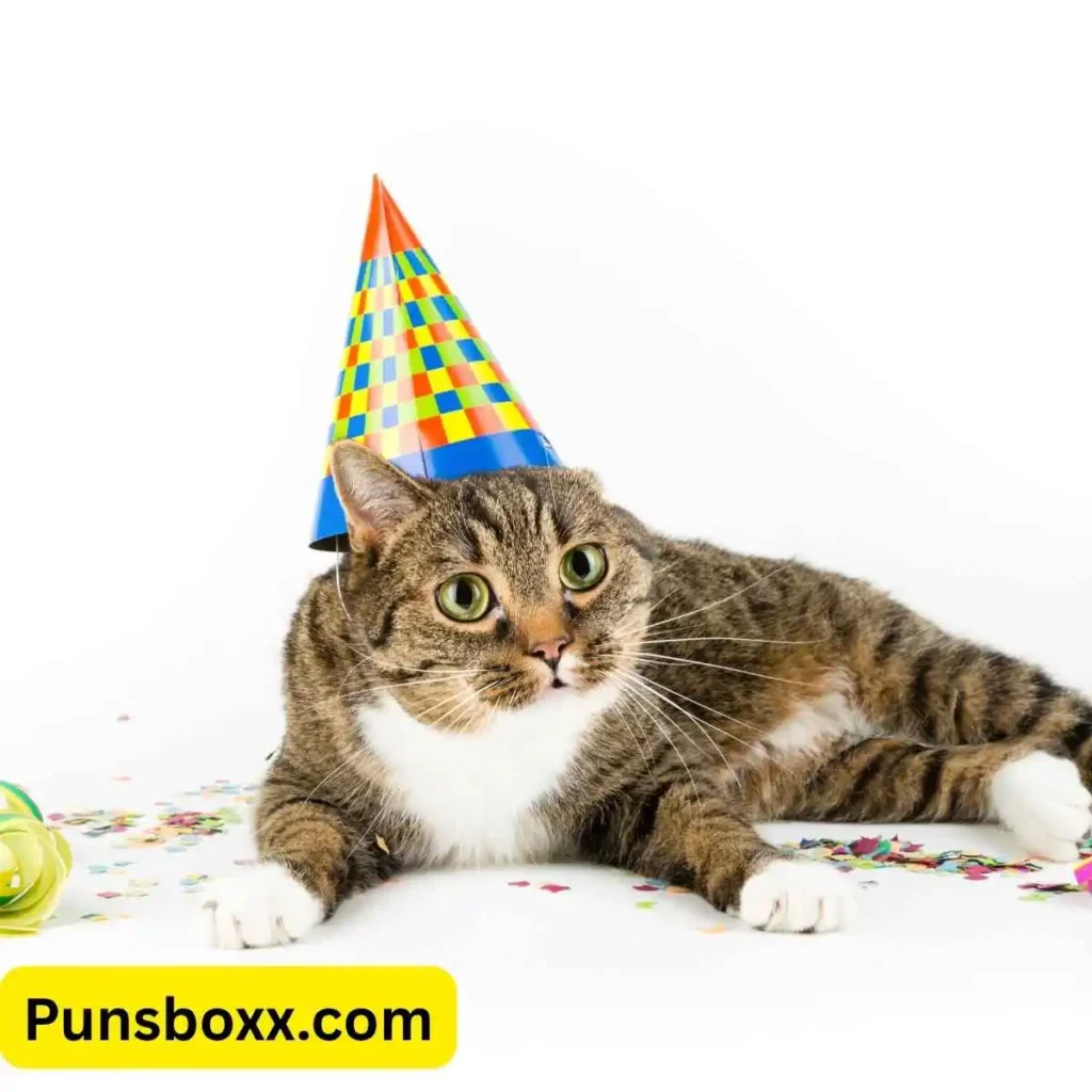 Funny Cat Birthday Puns