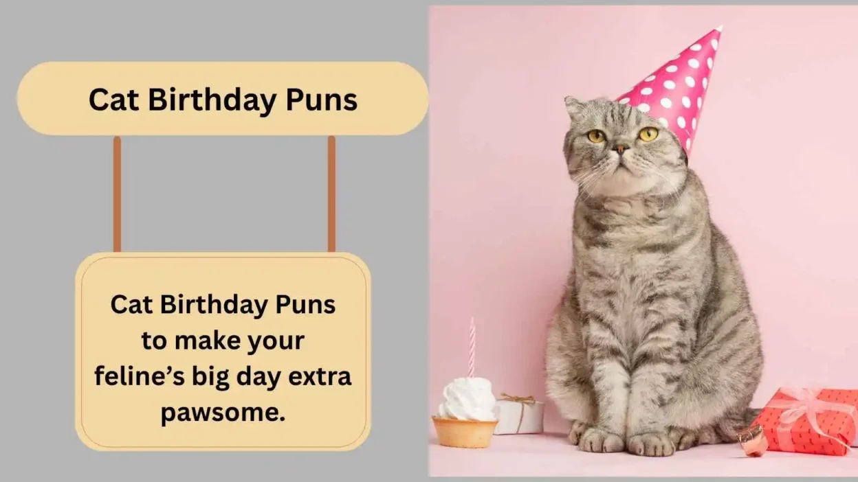 Cat Birthday Puns