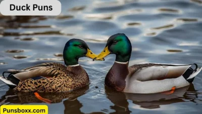 Duck Puns