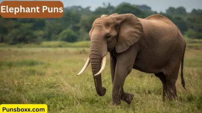 Elephant Puns