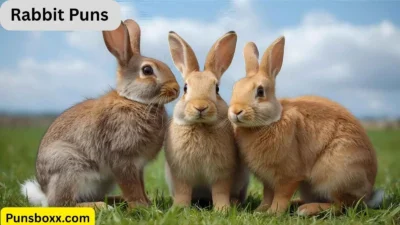 Rabbit Puns
