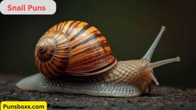 Snail Puns