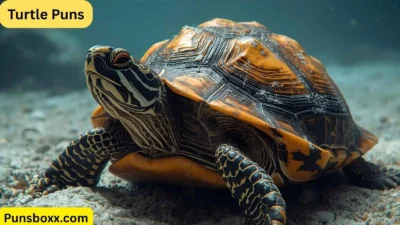 Turtle Puns