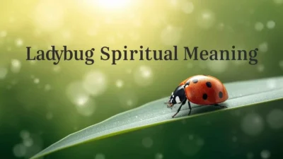 Ladybug Spiritual Meaning